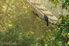 Trogon ramonianus