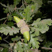 Quercus lobata - Photo (c) 2008 Keir Morse,  זכויות יוצרים חלקיות (CC BY-NC-SA)