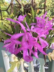 × Brassocattleya