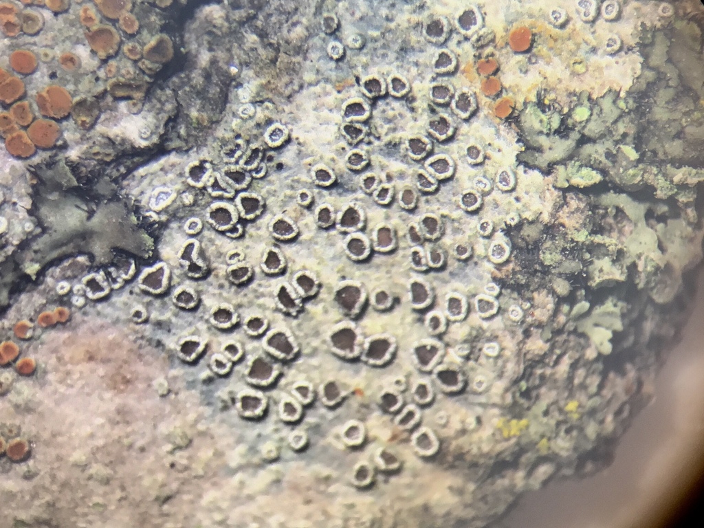 Myriolecis sambuci