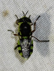 Hedriodiscus truquii