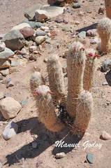 Oreocereus trollii