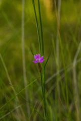 Petrorhagia prolifera