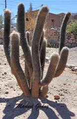 Oreocereus celsianus
