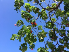 Thespesia grandiflora