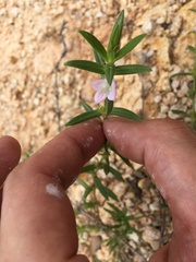 Hexasepalum apiculatum