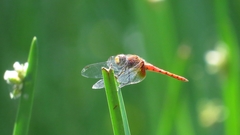 Aethriamanta nymphaeae