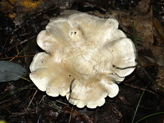 Clitocella popinalis
