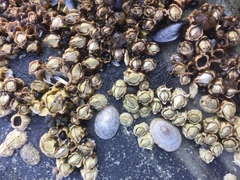 Testudinalia testudinalis