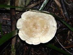 Clitocella popinalis