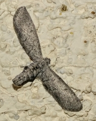 Glaucina erroraria