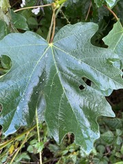 Acer macrophyllum