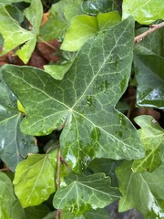 Hedera helix