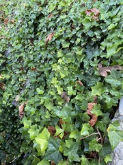 Hedera helix