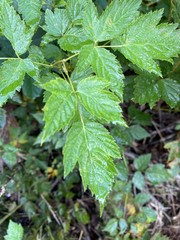 Rubus spectabilis