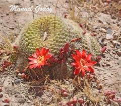 Rebutia minuscula