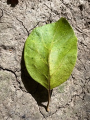 Gmelina leichhardtii