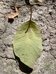 Gmelina leichhardtii