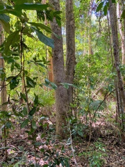 Gmelina leichhardtii