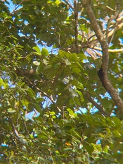 Gmelina leichhardtii