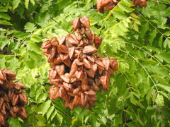 Koelreuteria paniculata