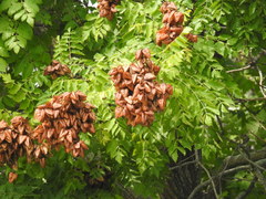 Koelreuteria paniculata