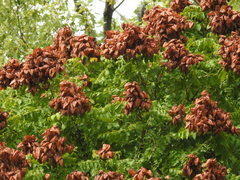 Koelreuteria paniculata