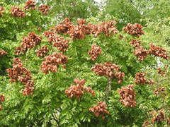 Koelreuteria paniculata