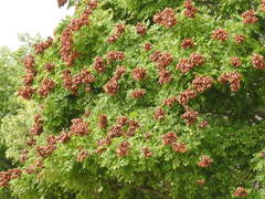 Koelreuteria paniculata