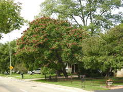 Koelreuteria paniculata