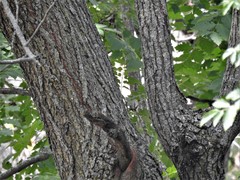Koelreuteria paniculata