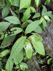 Pilea rotundinucula