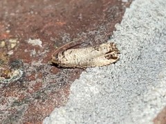 Notocelia culminana