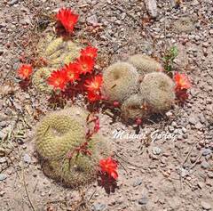 Rebutia minuscula