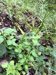 Veronicastrum loshanense