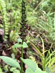 Veronicastrum loshanense