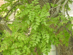 Koelreuteria paniculata