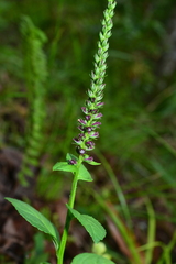 Veronicastrum loshanense