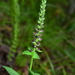 Veronicastrum loshanense - Photo (c) JODY HSIEH, some rights reserved (CC BY-NC), uploaded by JODY HSIEH
