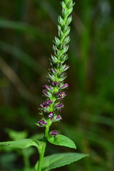 Veronicastrum loshanense