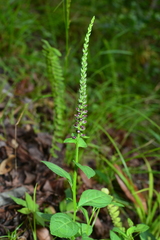 Veronicastrum loshanense