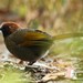 Chestnut-crowned Laughingthrush - Photo (c) markus lilje, some rights reserved (CC BY-NC-ND), uploaded by markus lilje
