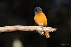 Phoenicurus frontalis