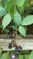 Rubus bifrons