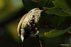 Picumnus innominatus