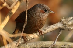 Trochalopteron lineatum