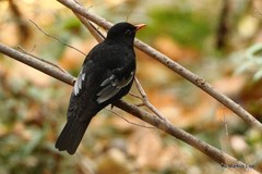 Turdus boulboul