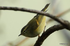Phylloscopus pulcher