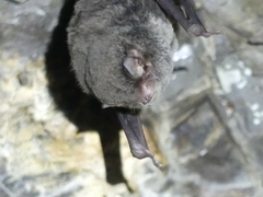 Miniopterus australis