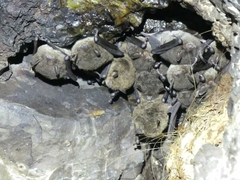 Miniopterus australis